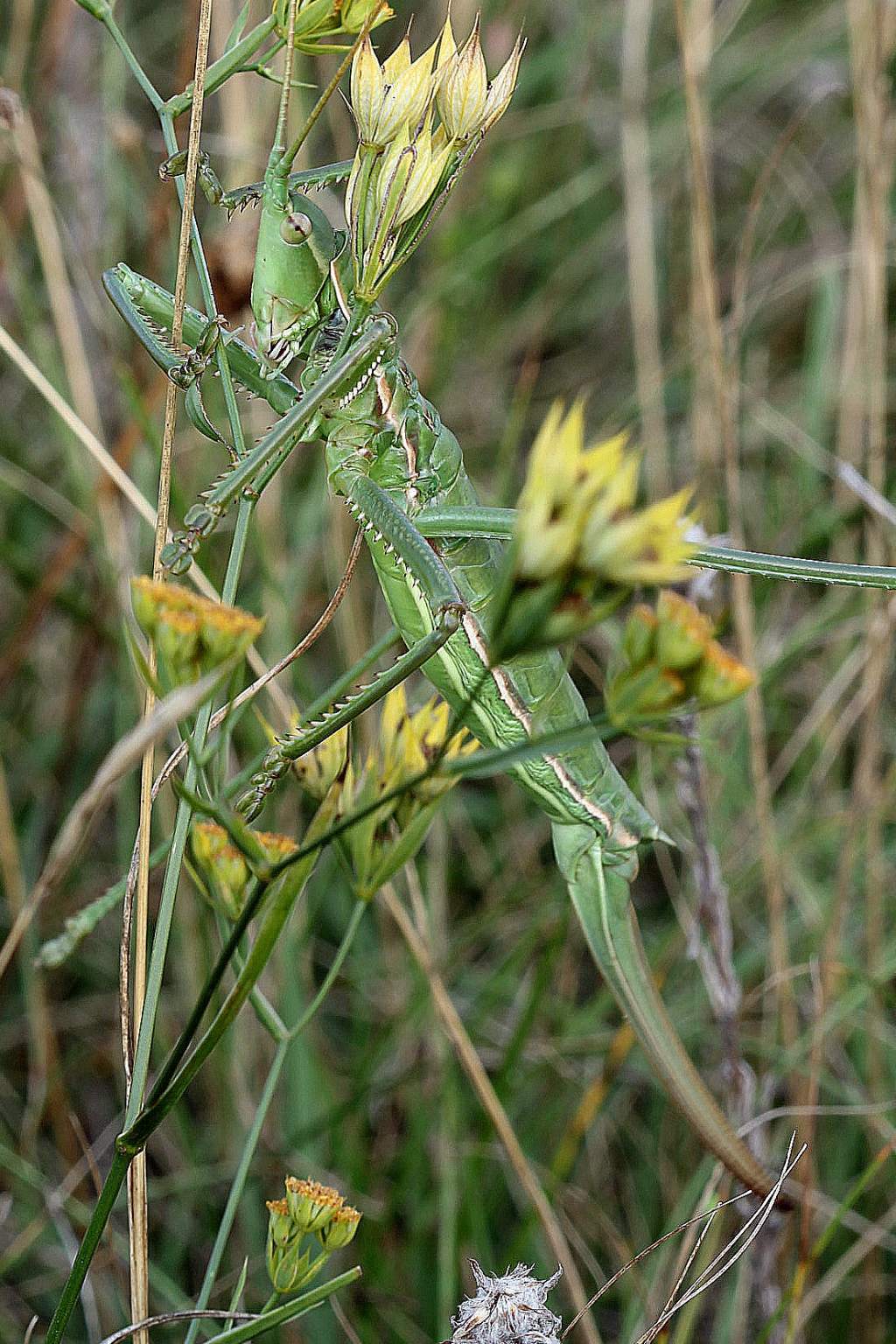 Femmina di Saga pedo